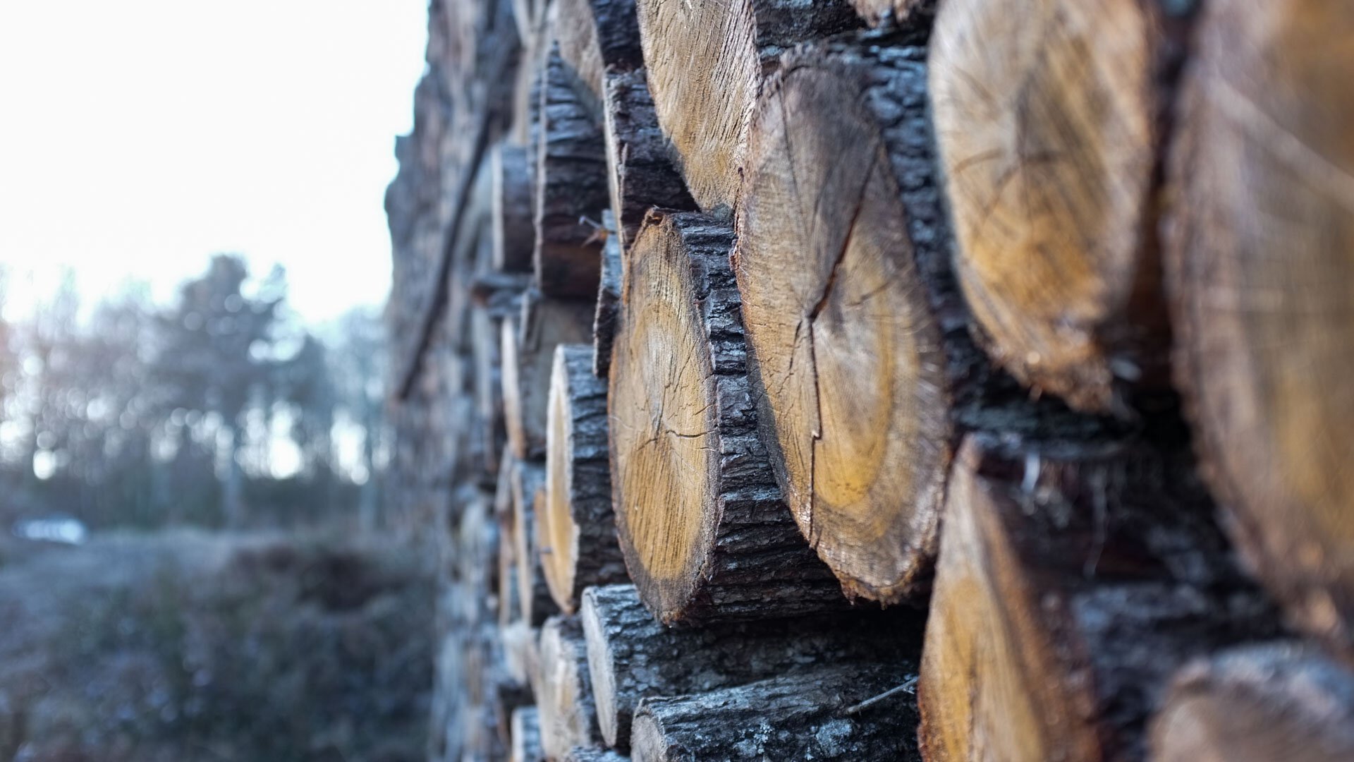 À Rochechouart, des hectares de bois récoltés attendent