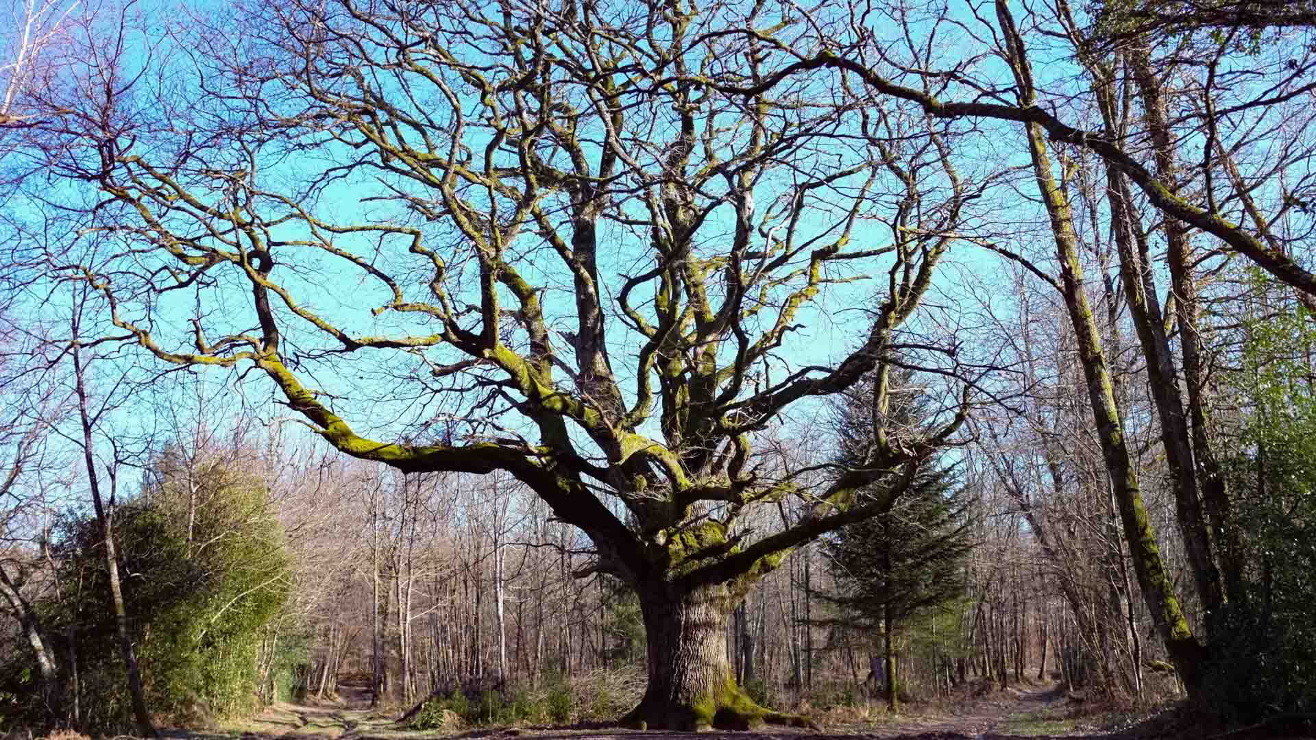 Le chêne de Bramefan, iconique de la forêt