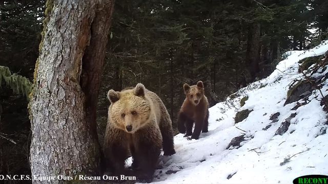 Deux ours pris sur le vif 