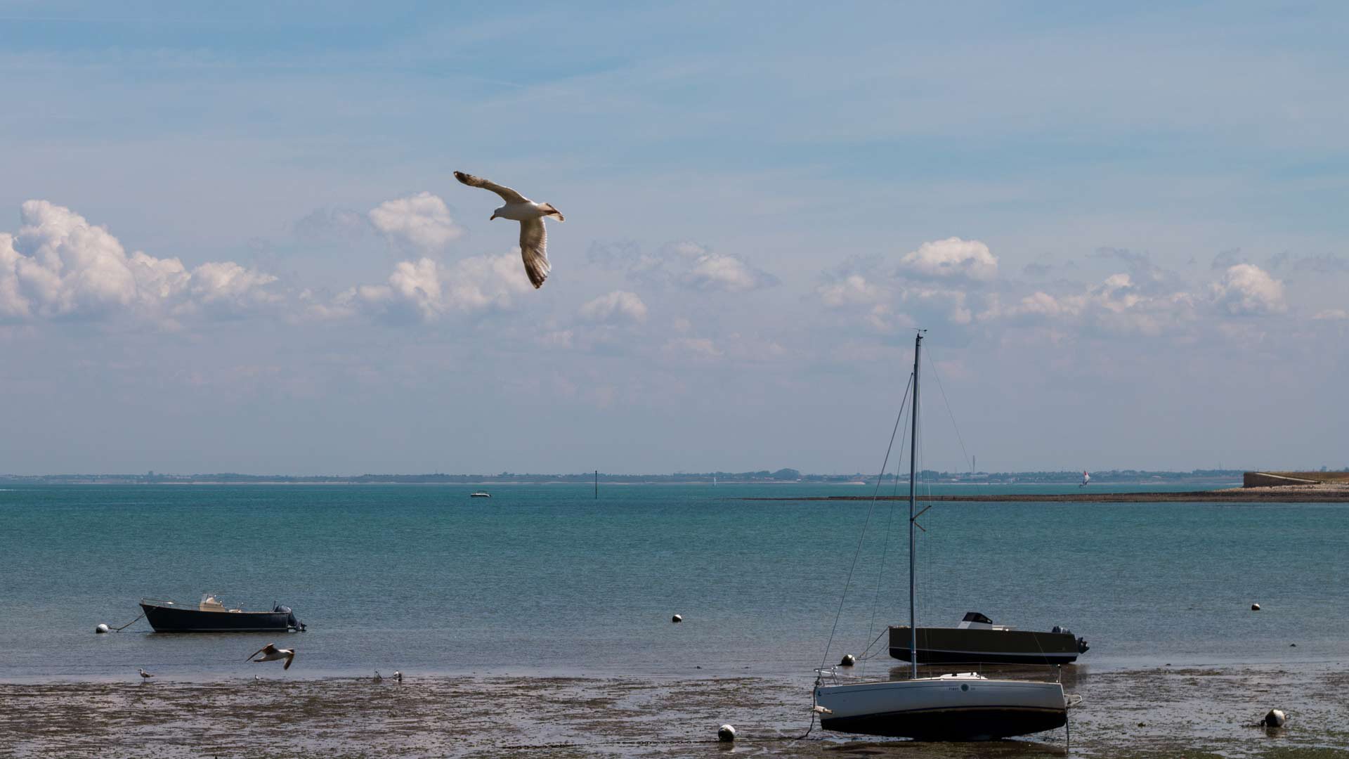 Une mouette vole au-dessus des bâteaux des côtes de La Flotte, sur l'île de Ré.