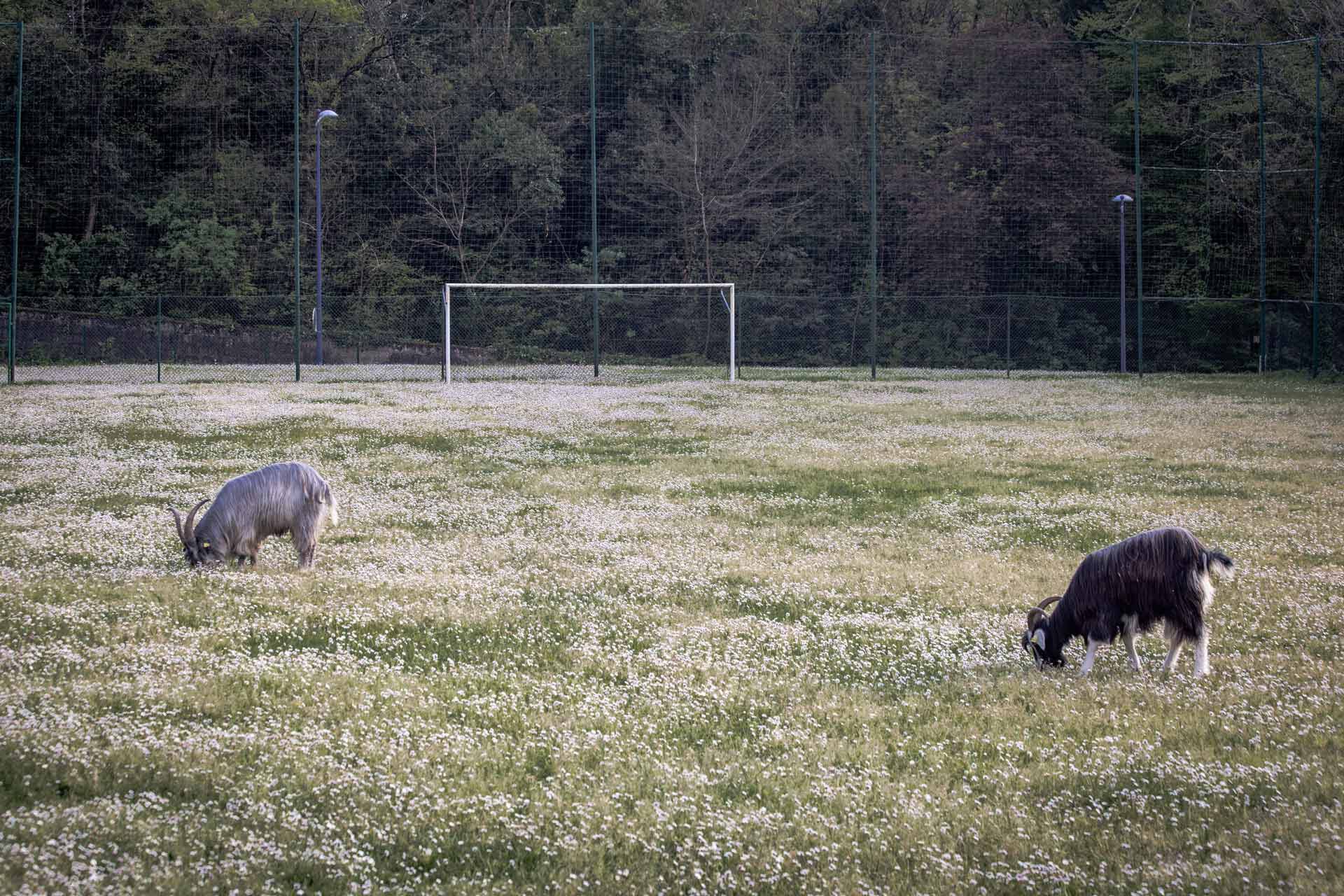 Dans un stade de Lormont, des chèvres mangent.