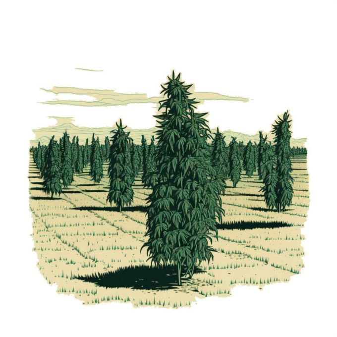 Plant de cannabis dans la nature